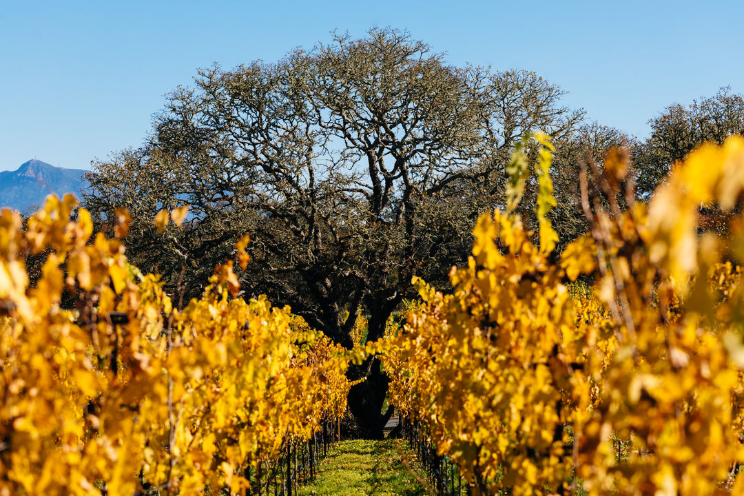 Gratitude Vineyard Yoga Hike | November 27