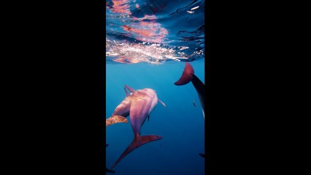 Lucky Dolphin Cruise