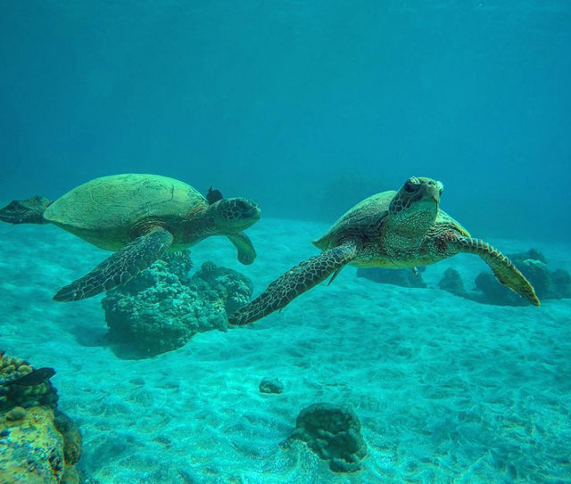 HAWAIIAN OUTRIGGER CANOE | TURTLE WATCH TOUR