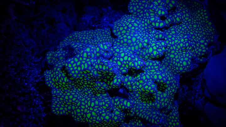 House Reef Night Snorkeling