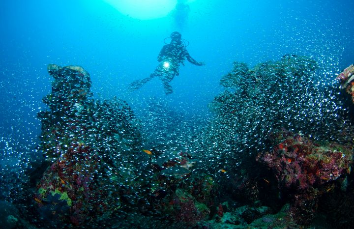 Night Dive