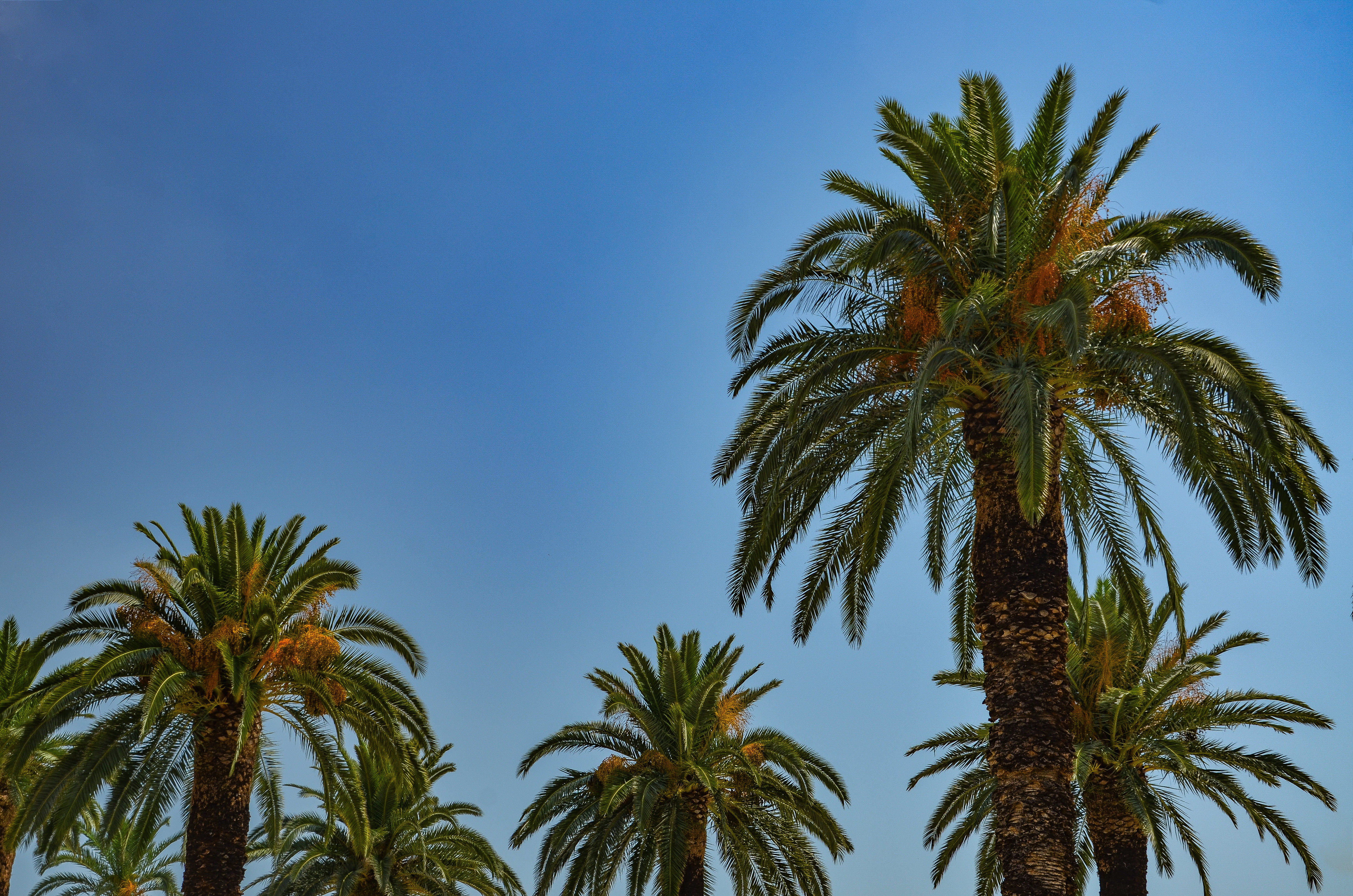Oasis of Wellness: Palm Springs Getaway for Two