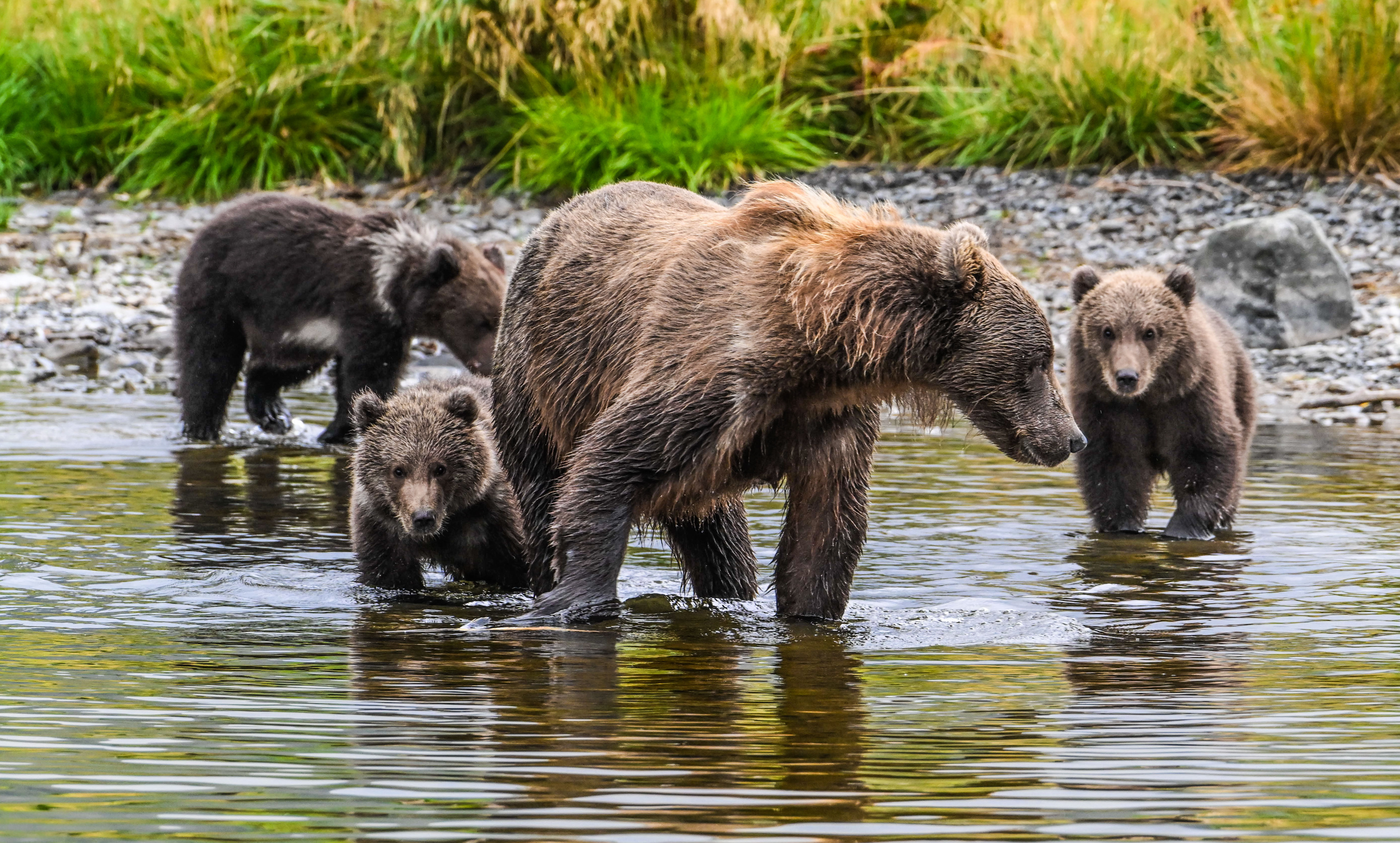 The Ultimate Kodiak Brown Bear Adventure for Two: 4 Nights at a Remote Wilderness Lodge with Roundtrip Airfare (September Trip)