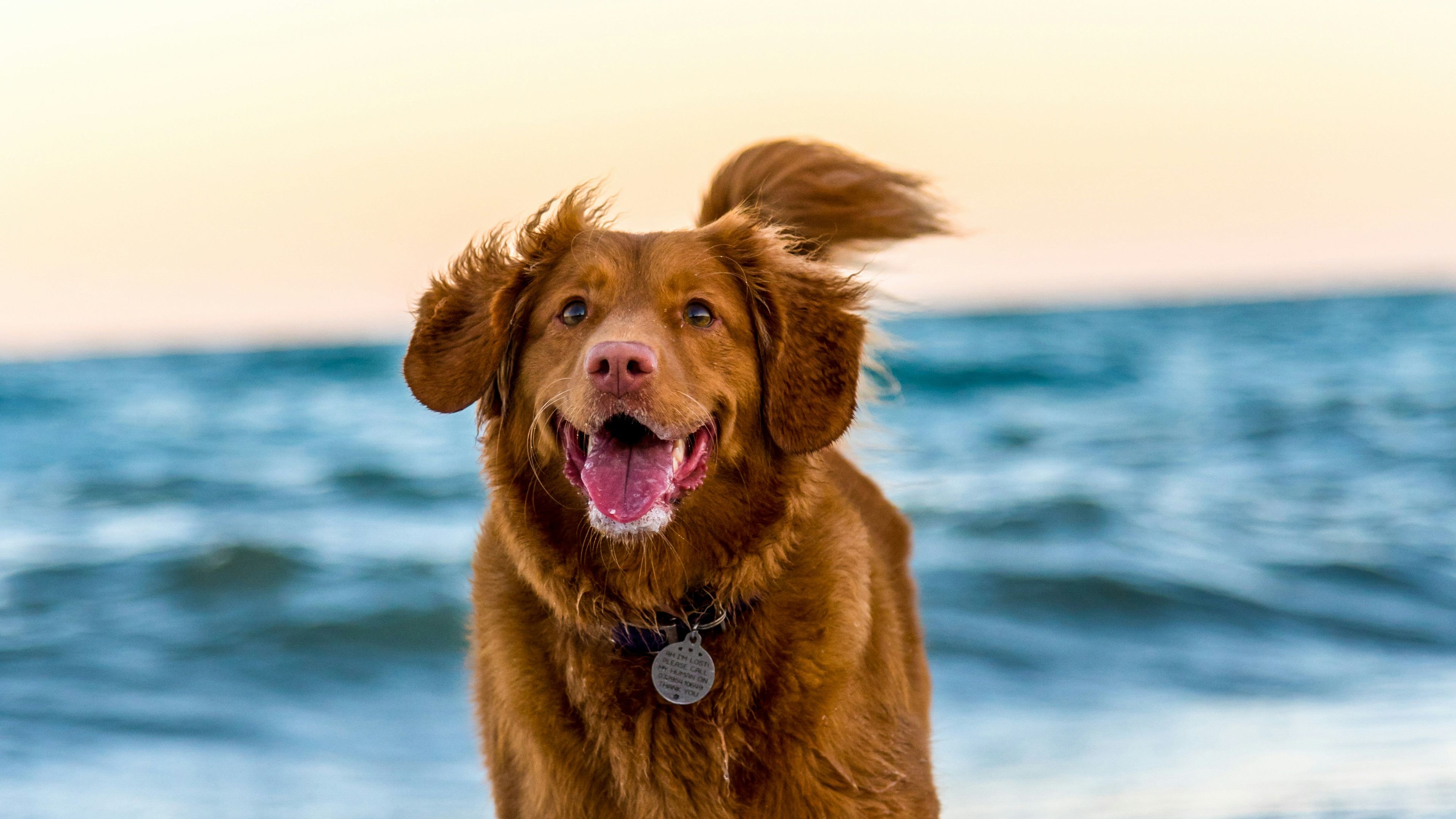 Golden Retrieve Provider Owned - slide 1